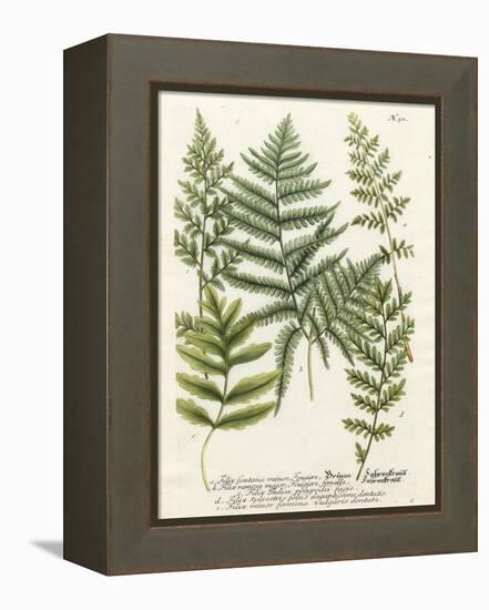 Fern Gathering II-Johann Wilhelm Weinmann-Framed Stretched Canvas