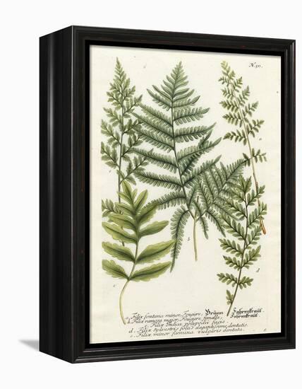 Fern Gathering II-Johann Wilhelm Weinmann-Framed Stretched Canvas