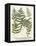 Fern Gathering II-Johann Wilhelm Weinmann-Framed Stretched Canvas