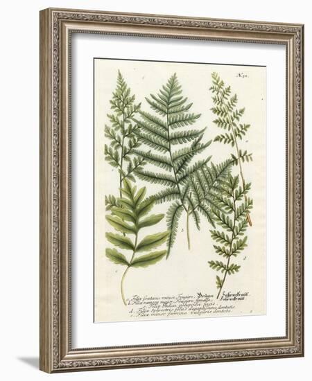 Fern Gathering II-Johann Wilhelm Weinmann-Framed Art Print