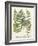 Fern Gathering II-Johann Wilhelm Weinmann-Framed Art Print