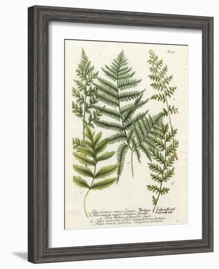 Fern Gathering II-Johann Wilhelm Weinmann-Framed Art Print