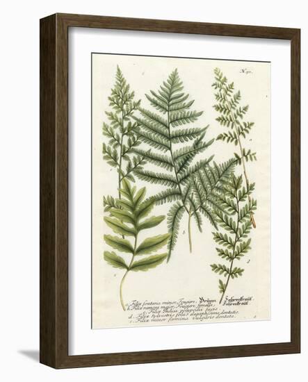 Fern Gathering II-Johann Wilhelm Weinmann-Framed Art Print