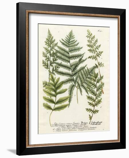 Fern Gathering II-Johann Wilhelm Weinmann-Framed Art Print