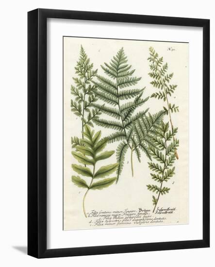 Fern Gathering II-Johann Wilhelm Weinmann-Framed Art Print