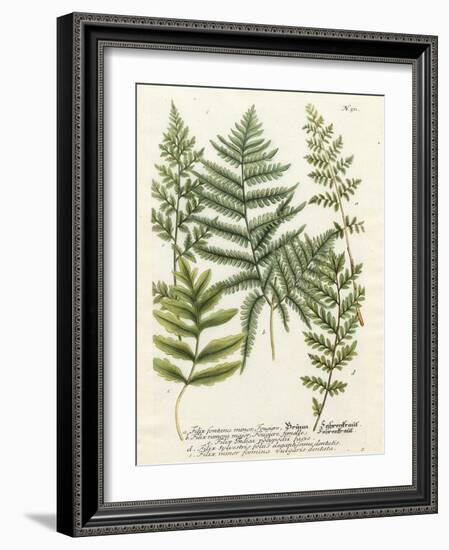 Fern Gathering II-Johann Wilhelm Weinmann-Framed Art Print