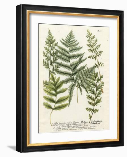 Fern Gathering II-Johann Wilhelm Weinmann-Framed Art Print