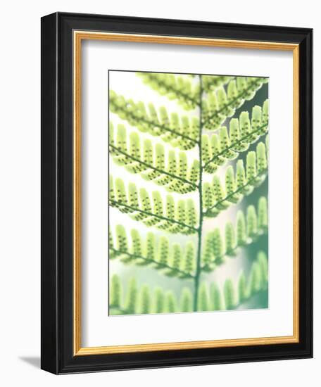 Fern Glow I-Jason Johnson-Framed Photographic Print