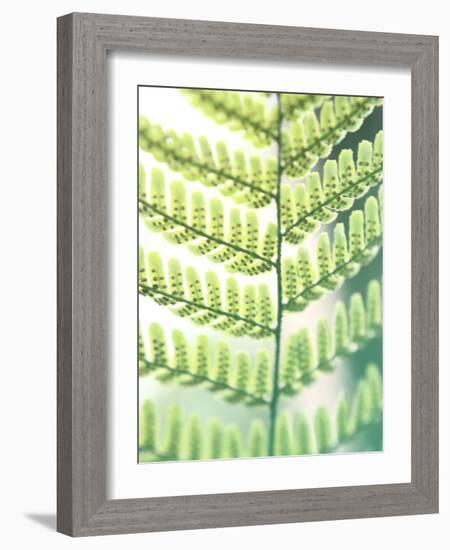 Fern Glow I-Jason Johnson-Framed Photographic Print