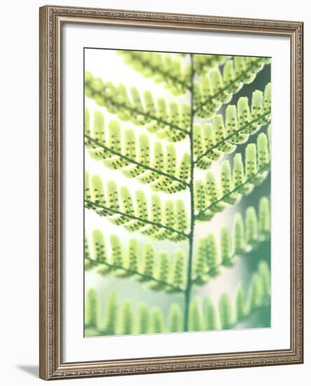 Fern Glow I-Jason Johnson-Framed Photographic Print