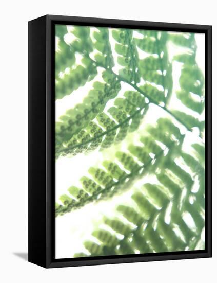 Fern Glow II-Jason Johnson-Framed Premier Image Canvas