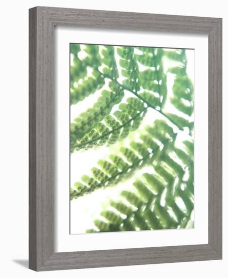 Fern Glow II-Jason Johnson-Framed Photographic Print