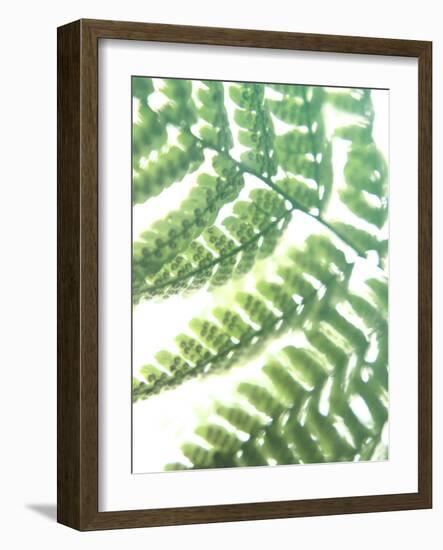 Fern Glow II-Jason Johnson-Framed Photographic Print