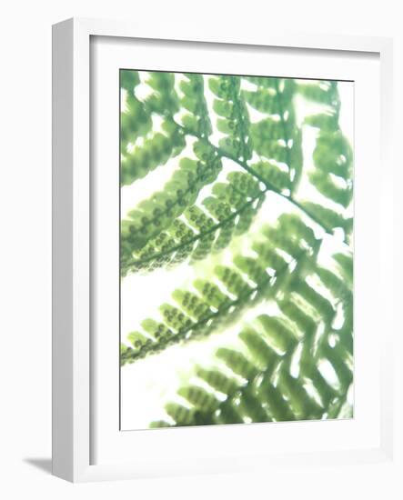 Fern Glow II-Jason Johnson-Framed Photographic Print