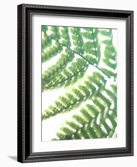 Fern Glow II-Jason Johnson-Framed Photographic Print