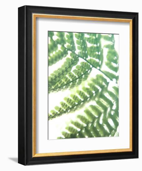 Fern Glow II-Jason Johnson-Framed Photographic Print