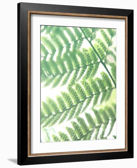 Fern Glow III-Jason Johnson-Framed Photographic Print