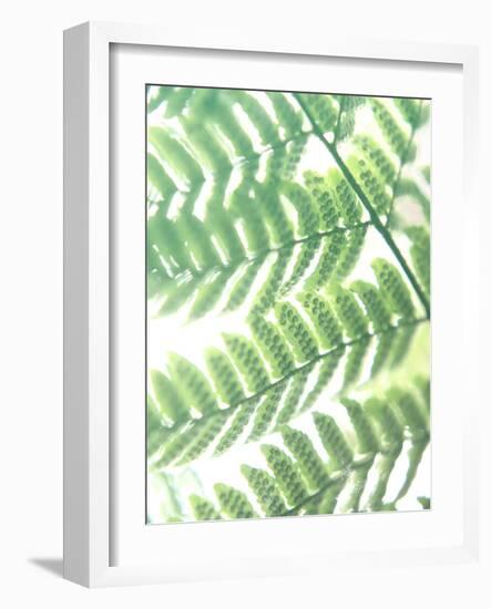 Fern Glow III-Jason Johnson-Framed Photographic Print