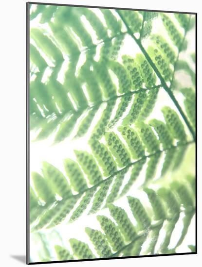 Fern Glow III-Jason Johnson-Mounted Photographic Print