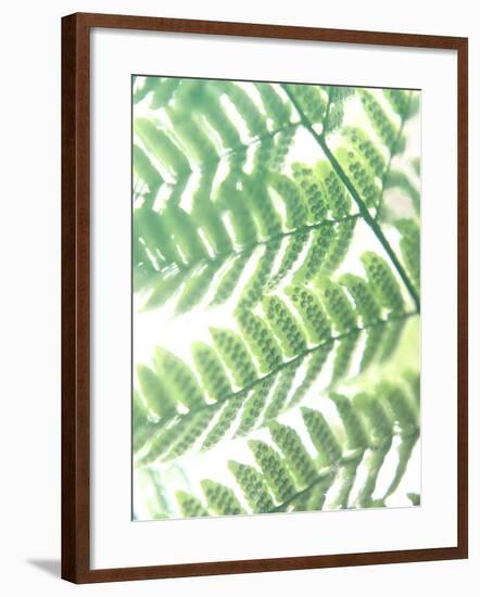 Fern Glow III-Jason Johnson-Framed Photographic Print