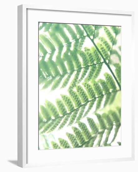 Fern Glow III-Jason Johnson-Framed Photographic Print