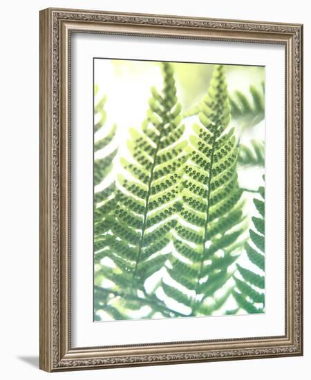 Fern Glow IV-Jason Johnson-Framed Photographic Print