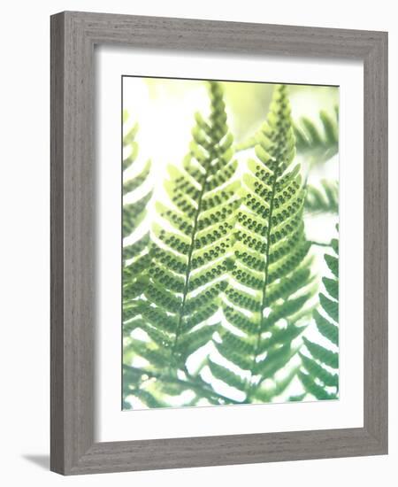 Fern Glow IV-Jason Johnson-Framed Photographic Print