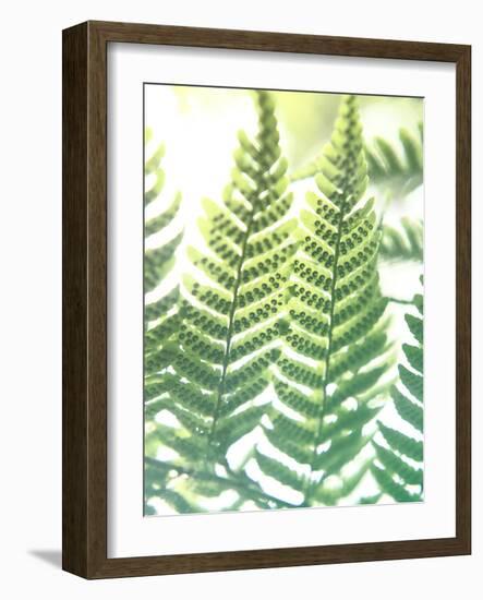 Fern Glow IV-Jason Johnson-Framed Photographic Print