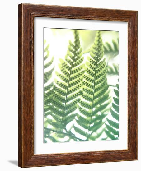 Fern Glow IV-Jason Johnson-Framed Photographic Print