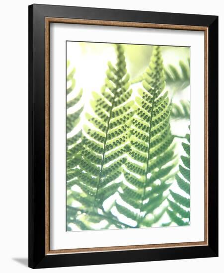 Fern Glow IV-Jason Johnson-Framed Photographic Print