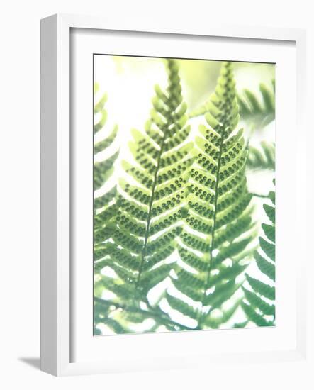 Fern Glow IV-Jason Johnson-Framed Photographic Print