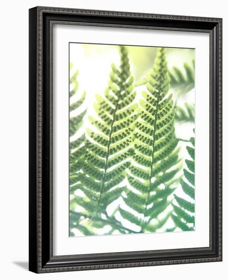 Fern Glow IV-Jason Johnson-Framed Photographic Print