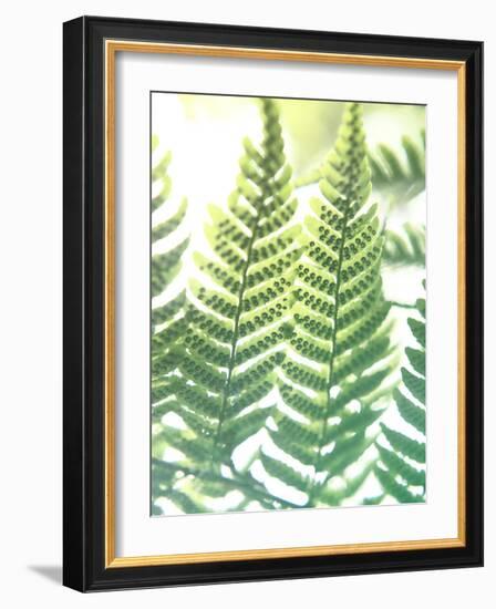 Fern Glow IV-Jason Johnson-Framed Photographic Print