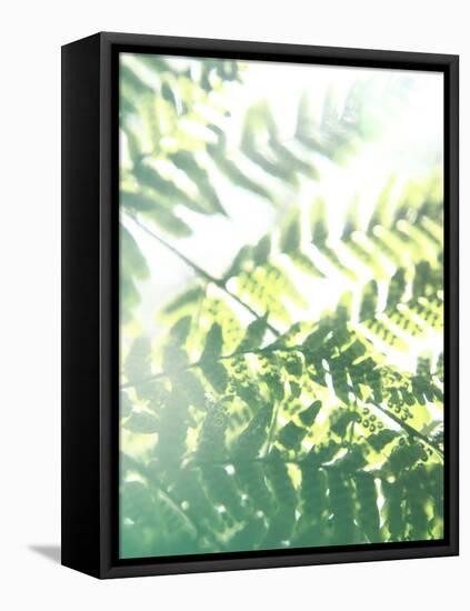 Fern Glow V-Jason Johnson-Framed Premier Image Canvas