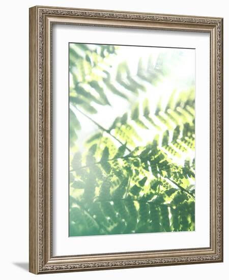 Fern Glow V-Jason Johnson-Framed Photographic Print