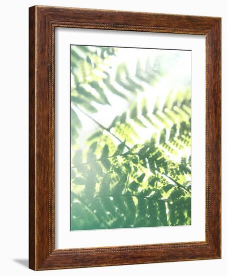 Fern Glow V-Jason Johnson-Framed Photographic Print