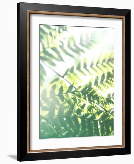 Fern Glow V-Jason Johnson-Framed Photographic Print