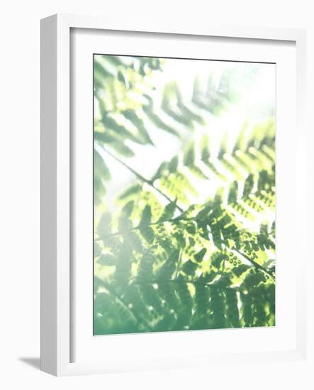 Fern Glow V-Jason Johnson-Framed Photographic Print