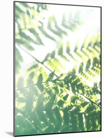 Fern Glow V-Jason Johnson-Mounted Photographic Print