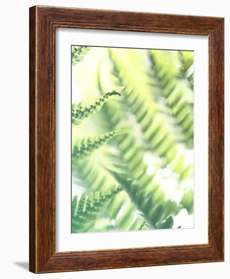 Fern Glow VI-Jason Johnson-Framed Photographic Print