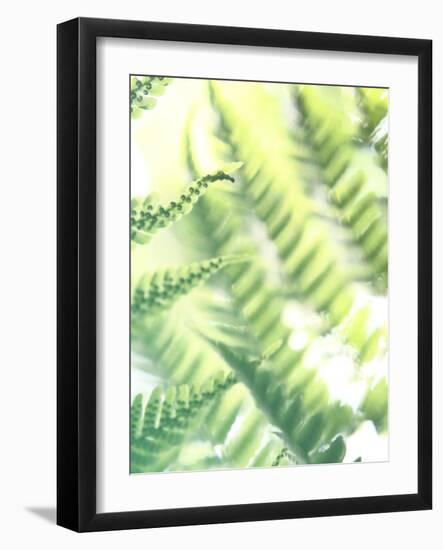 Fern Glow VI-Jason Johnson-Framed Photographic Print