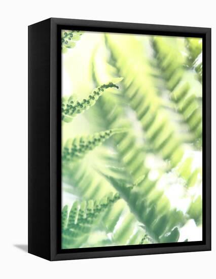 Fern Glow VI-Jason Johnson-Framed Premier Image Canvas