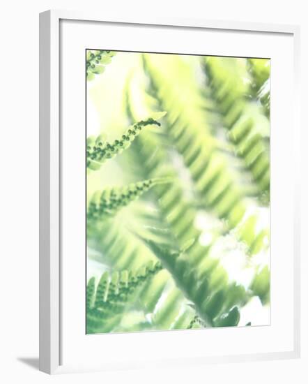 Fern Glow VI-Jason Johnson-Framed Photographic Print