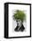 Fern Head Plant Head-Fab Funky-Framed Stretched Canvas