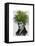 Fern Head Plant Head-Fab Funky-Framed Stretched Canvas