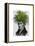 Fern Head Plant Head-Fab Funky-Framed Stretched Canvas