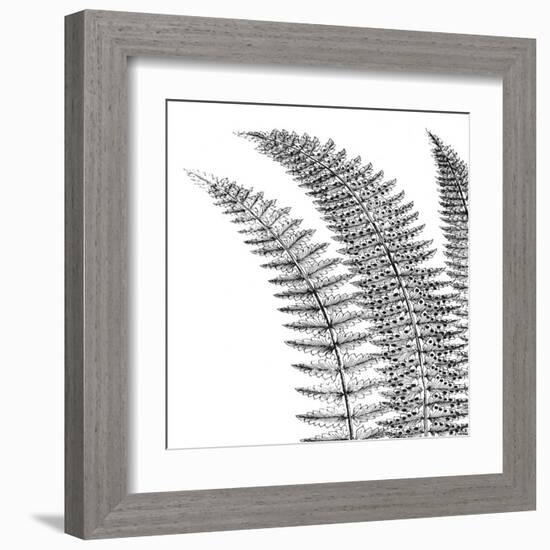 Fern I (on white)-null-Framed Art Print