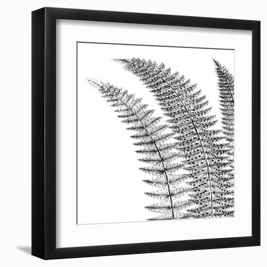 Fern I (on white)-null-Framed Art Print