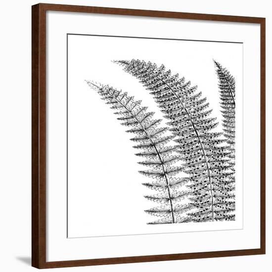 Fern I (on white)-Botanical Series-Framed Art Print