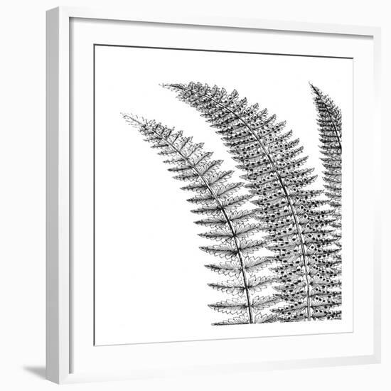 Fern I (on white)-Botanical Series-Framed Art Print